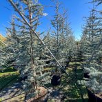 Céder atlantský (Cedrus atlantica) ´GLAUCA´ - výška 240-270 cm, kont. C55L